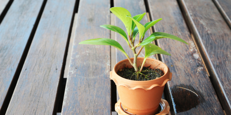 Indoor plants: Choosing and caring for houseplants Homes and Gardens Plant in flowerpot