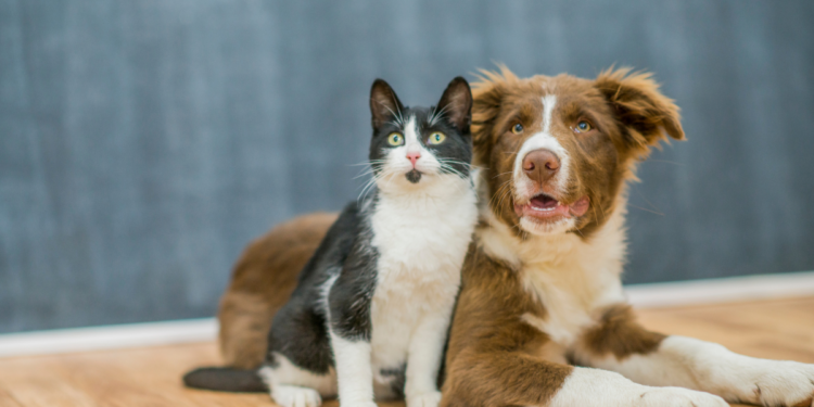 Beyond fetch and pounce: The science of pet intelligence Homes and Gardens cat and dog
